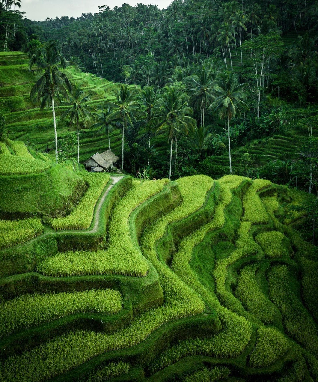 Tegalalang Rice Terraces