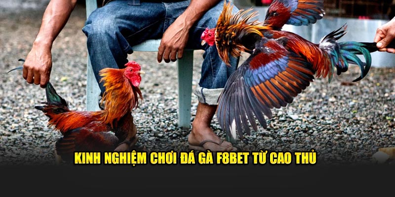 Kinh nghiệm chơi đá gà F8bet từ cao thủ