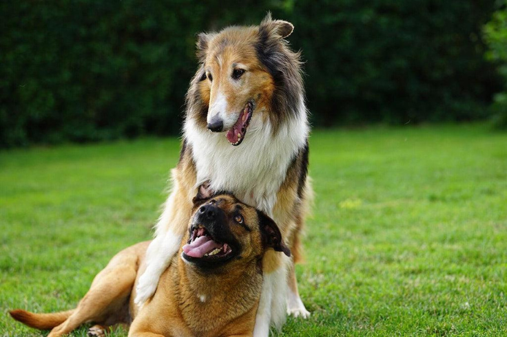 dog on top of another dog in a grassy lawn