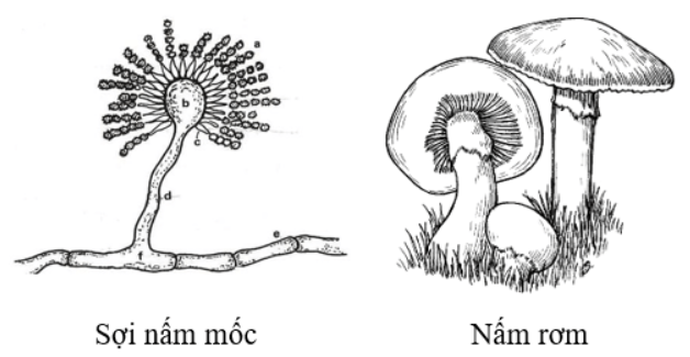 BÀI 28: NẤM1. ĐẶC ĐIỂM CỦA NẤMCâu 1: Gọi tên một số nấm thường gặp trong đời sốngĐáp án chuẩn: Nấm hương, nấm đùi gà, nấm kim châm, nấm mốc, mọc nhĩ,...Câu 2: Vẽ sợi nấm mốc và một số loại nấm lớn mà em quan sát được Đáp án chuẩn: Câu 3: Quan sát hình 28.1, 28.2 và Đáp án chuẩn câu hỏi:- Hãy nhận xét về hình dạng của nấm- Em hãy phân biệt nấm túi và nấm đảm. Các loại nấm em quan sát được ở hoạt động thực hành thuộc nhóm nấm đảm hay nấm túi?- Hãy chỉ ra điểm khác biệt giữa cấu tạo cơ thể nấm độc và các loại nấm khác- Em hãy xác định môi trường sống của một số nấm bằng cách hoàn thành bảng theo mẫu sau:Đáp án chuẩn: - Có nhiều kích thước khác nhau, nhưng đều có hình mũ úp xuống.- Nấm có bào tử mọc phía dưới mũ nấm. Nấm túi có bào tử mọc trên mũ nấm- Nấm độc có thêm một lớp bao quanh thân nấm ở dưới phiến mũ nấm.Câu 4: Đặc điểm cấu tạo tế bào nấm men có gì khác với cấu tạo tế bào các loại nấm còn lại? Từ đó, em hãy phân biệt nấm đơn bào và nấm đa bào Đáp án chuẩn: - Tế bào nấm men cấu tạo từ một tế bào, các loại khác cấu tạo từ nhiều tế bào.- Nấm đơn bào cấu tạo từ một tế bào. Nấm đa bào cấu tạo từ nhiều tế bào khác nhauCâu 5: Kể tên một số loại nấm ăn được mà em biếtĐáp án chuẩn: Nấm hương, nấm kim châm, nấm đùi gà, nấm sò, mọc nhĩ,...2. VAI TRÒ CỦA NẤM Câu 1: Quan sát hình 28.3, em hãy nêu vai trò của nấm trong tự nhiênĐáp án chuẩn: Tham gia phân hủy xác sinh vật, phân hủy rác hữu cơ, góp phần làm sạch…Câu 2: Từ thông tin gợi ý trong hình 28.4, em hãy nêu vai trò của nấm đối với đời sống con ngườiĐáp án chuẩn: Làm thực phẩm thức ăn hàng ngày; làm thuốc, thực phẩm chức năng, dùng trong sản xuất bia rượu, làm men nở; làm chế phẩm thuốc trừ sâu sinh học;....Câu 3: Hãy kể tên một số nấm có giá trị trong thực tiễnĐáp án chuẩn: Nấm đông trùng hạ thảo, nấm linh chi,...Câu 4: Quan sát hình 28.5, hãy kể tên một số bệnh do nấm gây ra. Các bệnh đó có biểu hiện như thế nào?Đáp án chuẩn: - Bệnh nấm da tay: xuất hiện mảng da màu đỏ kèm vảy, ngứa, nhức, cảm giác nóng lòng bàn tay- Bệnh nấm mốc cá: trên da cá xuất hiện vùng trắng xám, sau đó phát triển thành các búi trắng như bông; , da tróc vảy- Bệnh viêm phổi: sốt cao kéo dài, ho khan, đau ngực, khó chịu ở ngực- Bệnh mốc xám ở dâu tây: đốm nâu sáng xuất hiện, sau đó lan rộng, phủ một lớp mốc xám và làm cho quả bị khô.Câu 5: Từ thông tin gợi ý trong hình 28.6, nêu con đường lây truyền bệnh do nấm gây raĐáp án chuẩn: Tiếp xúc với vật nuôi bị nhiễm bệnh, tiếp xúc với cơ thể bị nhiễm bệnh, dùng chung đồ với người bệnh, tiếp xúc với môi trường chứa nấm gây bệnh.Câu 6: Từ các con đường truyền bệnh do nấm gây ra, em hãy đề xuất một số biện pháp phòng chống các bệnh thường gặp do nấm Đáp án chuẩn: - Cần hạn chế tiếp xúc với các nguồn lây bệnh.- Vệ sinh cá nhân thường xuyên- Vệ sinh môi trường sống xung quanh sạch sẽ 3. KỸ THUẬT TRỒNG NẤMCâu 1: Tại sao người ta không trồng nấm trên đất mà phải trồng trên rơm rạĐáp án chuẩn: Vì môi trường sống của nấm rơm là rơm rạCâu 2: Có ý kiến cho rằng:  Môi trường trồng nấm rơm tốt nhất là gần địa điểm có chăn nuôi gia súc, gia cầm.