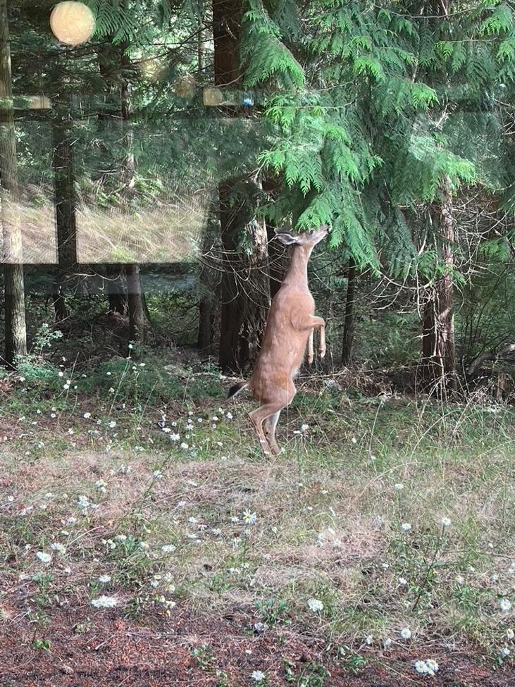 A deer standing on its hind legs

Description automatically generated