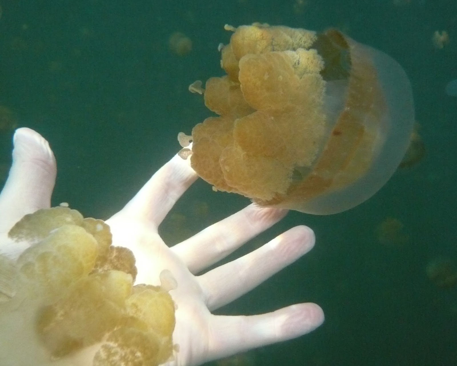 A hand gently touching a golden jellyfish in clear water.