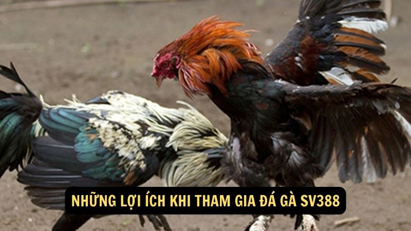 Những lợi ích khi tham gia đá gà sv388