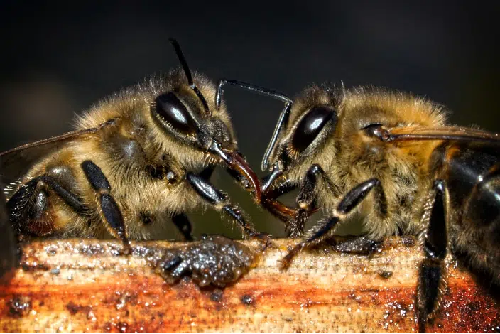 L'humidité du miel : pourquoi fermente-t-il et comment l'éviter ? - Non classifié(e)