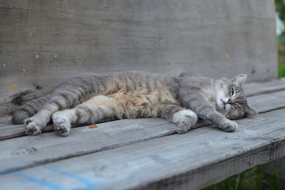 Close-Up Photo of a Sleepy Cat
