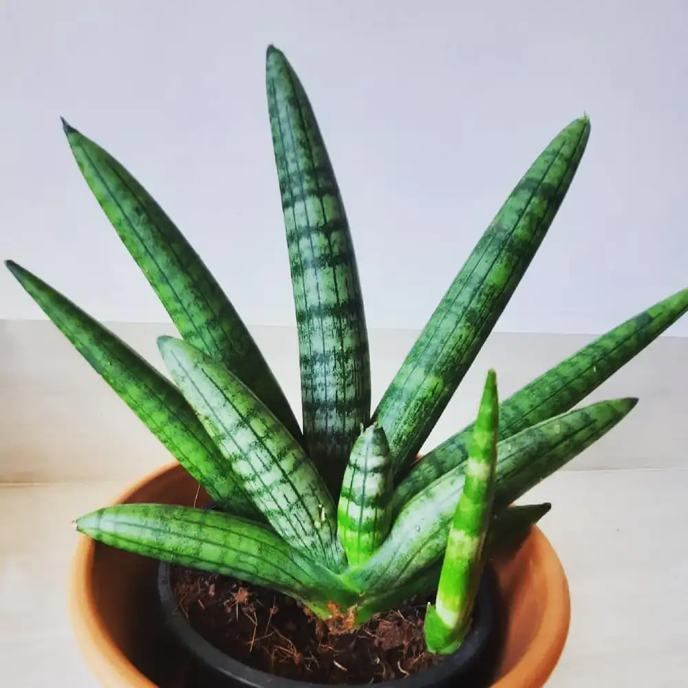 Sansevieria Starfish (Boncel)