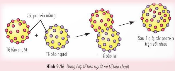 BÀI 9 - TẾ BÀO NHÂN THỰCMỞ ĐẦUCâu 1: Ở người, khi bị thương, người ta thường sát trùng vết thương bằng nước oxy già. Hình 9.1 cho thấy hiện tượng xảy ra khi nhỏ oxy già lên vết thương. Nguyên nhân nào dẫn đến hiện tượng này?Đáp án chuẩn:Khi oxy già tiếp xúc với enzyme catalase trong tế bào, sẽ giải phóng O2 và tạo ra hiện tượng sủi bọt trên vết thương.A. ĐẶC ĐIỂM CHUNG CỦA TẾ BÀO NHÂN THỰCCâu 1: Tên gọi tế bào nhân thực xuất phát từ đặc điểm nào của tế bào?Đáp án chuẩn:- Do tế bào này đã có nhân hoàn chỉnh, được bao bọc bởi màng nhân.Câu 2: Dựa vào Hình 9.2, hãy lập bảng so sánh cấu tạo tế bào thực vật và động vật. Đáp án chuẩn:- Giống: Đều là tế bào nhân thựcĐều có 3 thành phần chính: màng sinh chất, tế bào chất và nhânĐều có các bào quan: riboxom, lysoxom, ti thể, lưới nội chất, lưới nội chất trơn, không bào, peroxixom,...- Khác:Tế bào động vậtTế bào thực vậtKhông có thành tế bào bao quanhCó thành tế bào bao quanhKhông có lục lạpCó lục lạpcó trung tửKhông có trung tửKhông bào nhỏKhông bào lớnB. CÂU TẠO TẾ BÀO NHÂN THỰCI. NHÂN TẾ BÀOCâu 3: Dựa vào Hình 9.3, hãy cho biết:a) Các đặc điểm của màng nhân.b) Vai trò của lỗ màng nhân.c) Những thành phần bên trong nhân tế bào.Đáp án chuẩn:a) Màng nhân gồm hai lớp (màng trong và màng ngoài), có ribosome đính và các lỗ nhỏ gọi là lỗ màng nhân.b) Lỗ màng nhân thực hiện trao đổi chất giữa nhân và tế bào chất.c) Bên trong nhân tế bào có dịch nhân, nhân con và chất nhiễm sắc.Luyện tập: Loại bỏ nhân của tế bào trứng thuộc cá thể A (a), sau đó, chuyển nhân từ tế bào soma của cá thể B (b) vào. Nuôi cấy tế bào chuyển nhân cho phát triển thành cơ thể mới. Cơ thể này mang phần lớn đặc điểm của cá thể nào? Tại sao?Đáp án chuẩn:Cơ thể này mang đặc điểm chủ yếu của cá thể B do có nhân của cá thể B ban đầu, từ đó mang các thông tin di truyền của cá thể B.II. TẾ BÀO CHẤT1. Bào tương2. RibosomeCâu 4: Dựa vào kiến thức đã học, hãy cho biết chức năng của ribosome trong tế bào.Đáp án chuẩn:Ribosome gồm hai tiểu phần lớn và bé, được cấu tạo từ rRNA và protein. rRNA là khuôn tổng hợp protein cho tế bào, và các tiểu phần này đóng vai trò quan trọng trong quá trình tổng hợp protein.Luyện tập: Cho biết cơ sở khoa học của việc sử dụng thuốc kháng sinh ức chế hoạt động của ribosome để tiêu diệt một số loài vi khuẩn có hại kí sinh trong cơ thể người.Đáp án chuẩn:Các kháng sinh ức chế hoạt động của ribosome gắn lên ribosome 70S của vi khuẩn, ngăn cản quá trình giải mã di truyền và dẫn đến ức chế tổng hợp protein của vi khuẩn.3. Lưới nội chấtCâu 5:  Quan sát Hình 9.6, hãy cho biết hai loại lưới nội chất có đặc điểm gì khác nhau.Đáp án chuẩn:Sự khác nhau giữa lưới nội chất hạt và lưới nội chất trơn như sau:- Lưới nội chất hạt: Bao gồm các túi dẹp xếp song song thành nhóm. Mặt ngoài màng có đính các hạt ribosome.- Lưới nội chất trơn: Bao gồm các ống thông với nhau tạo thành nhóm. Mặt ngoài màng không có hạt ribosome.Câu 6: Cho biết các loại tế bào sau đây có dạng lưới nội chất nào phát triển mạnh: tế bào gan, tế bào tuyến tụy, tế bào bạch cầu. Giải thích.Đáp án chuẩn:- Tế bào gan: Lưới nội chất trơn phát triển hơn để chuyển hóa đường và giải độc cho cơ thể, vì gan có vai trò quan trọng trong quá trình chuyển hóa và khử độc.- Tế bào tuyến tụy: Lưới nội chất hạt phát triển hơn để sản xuất các enzyme tiêu hóa, vì tuyến tụy tiết ra các enzyme này để hỗ trợ quá trình tiêu hóa.- Tế bào bạch cầu: Lưới nội chất hạt phát triển hơn để sản xuất kháng thể, chất truyền tin hóa học và enzyme, giúp bạch cầu tiêu diệt các tác nhân gây bệnh.Luyện tập: Những người thường xuyên uống nhiều rượu, bia sẽ có loại lưới nội chất nào phát triển? Tại sao?Đáp án chuẩn:Người uống nhiều rượu, bia phải thực hiện quá trình chuyển hóa và thải độc ở gan nhiều hơn, do đó cần sự phát triển của lưới nội chất trơn để hỗ trợ chuyển hóa và giải độc cho tế bào.4. Bộ máy GolgiCâu 7: Dựa vào Hình 9.7, hãy:a) Cho biết các sản phẩm của bộ máy Golgi có thể được vận chuyển đến đâu. Cho ví dụ.b) Mô tả quá trình sản xuất và vận chuyển protein tiết ra ngoài tế bào.Đáp án chuẩn:a) Sản phẩm của bộ máy Golgi có thể được vận chuyển đến bào quan trong tế bào hoặc ra ngoài tế bào. Ví dụ, các enzyme tiết ra từ lưới nội chất của tuyến tụy được đóng gói và vận chuyển bởi bộ máy Golgi đến các tế bào gan.b) Quá trình sản xuất và vận chuyển protein ra ngoài tế bào:Protein được sản xuất từ lưới nội chất hạt sẽ được vận chuyển đến bộ máy Golgi để đóng gói thông qua lysosome hoặc túi tiết, sau đó vận chuyển đến bào quan trong tế bào hoặc ra ngoài tế bào.Câu 8: Tại sao bộ máy Golgi được xem là trung tâm sản xuất, kho chứa, biến đổi và phân phối các sản phẩm của tế bào?Đáp án chuẩn:Bộ máy Golgi được xem là trung tâm sản xuất, kho chứa, biến đổi và phân phối các sản phẩm của tế bào từ lưới nội chất, qua đó các sản phẩm được đóng gói, biến đổi và phân phối đến các vị trí khác trong tế bào.Luyện tập: Giải thích mối quan hệ về chức năng của ribosome, lưới nội chất và bộ máy Golgi.Đáp án chuẩn:Lưới nội chất hạt chứa ribosome để tổng hợp protein, sau đó protein được vận chuyển đến các vị trí khác qua bộ máy Golgi. Lưới nội chất hạt là trung tâm sản xuất, ribosome là khuôn mẫu và bộ máy Golgi là trung tâm vận chuyển.5. Ti thểCâu 9: Dựa vào Hình 9.8, hãy:a) Mô tả cấu tạo của ti thể.b) Cho biết diện tích màng ngoài và màng trong của ti thể khác nhau như thế nào. Tại sao lại có sự khác biệt này? Điều đó có ý nghĩa gì?Đáp án chuẩn:a) Ti thể thường có dạng hình cầu hoặc bầu dục, bào quan bởi hai lớp màng. Màng ngoài trơn nhẵn, màng trong gấp nếp thành các mào chứa hệ thống enzyme hô hấp.b) Diện tích màng trong của ti thể lớn hơn diện tích màng ngoài do màng trong gấp nếp thành các mào, tăng diện tích bề mặt. Điều này giúp tăng lượng enzyme tham gia vào quá trình hô hấp tế bào và tăng năng suất của quá trình này.Câu 10: Cho các tế bào sau: tế bào gan, tế bào xương, tế bào cơ tim, tế bào biểu bì, tế bào thần kinh. Hãy xác định tế bào nào cần nhiều ti thể nhất. Giải thích.Đáp án chuẩn:Trong các loại tế bào như gan, xương, cơ tim, biểu bì và thần kinh, tế bào cơ tim là những tế bào cần hoạt động nhiều nhất. Do đó, tế bào cơ tim có nhiều ti thể nhất.Luyện tập: Tại sao ti thể có khả năng tổng hợp một số protein đặc trưng của nó.Đáp án chuẩn:Trong chất nền của ti thể có đủ các dạng RNA và ribosome, cho phép ti thể tự tổng hợp một số protein riêng cho nó.II. TẾ BÀO CHẤT6. Lục lạpCâu 11: Dựa vào Hình 9.9, hãy mô tả cấu tạo của lục lạp. Từ cấu tạo, hãy cho biết chức năng của lục lạp.Đáp án chuẩn:- Cấu tạo của lục lạp: Lục lạp có hai lớp màng. Bên trong chứa chất nền stroma và thylakoid. Thylakoid xếp chồng lên nhau thành granum và kết nối qua các ống nối.- Chức năng của lục lạp: Màng thylakoid nhận photon ánh sáng và chất nền lục lạp sản xuất enzyme quang hợp và các protein chuỗi truyền electron, sử dụng năng lượng mặt trời để tổng hợp các chất cho tế bào.Luyện tập: So sánh cấu trúc của ti thể và lục lạp.Đáp án chuẩn:- Giống: Gồm 2 lớp màngĐều có DNA riêng, ribosome 70S và các enzyme- Khác:Ti thểLục lạpMàng trong gấp nếpMàng trong không gấp nếpBên trong màng không có cấu tạo khácĐược cấu tạo bởi hệ thống granum gồm các thylakoid7. Một số bào quan khácCâu 12: Tại sao khung xương tế bào có vai trò đặc biệt quan trọng đối với tế bào động vật?Đáp án chuẩn:Khung xương tế bào đóng vai trò quan trọng đối với tế bào động vật bằng cách duy trì hình dạng ổn định, là nơi neo đậu của bào quan và enzyme, và hỗ trợ cho khả năng vận động của tế bào.Câu 13: Hoạt động chức năng của lysosome có ý nghĩa gì đối với tế bào?Đáp án chuẩn:Lysosome có ý nghĩa quan trọng đối với tế bào bao gồm hai khía cạnh chính:- Tham gia vào quá trình tiêu hóa nội bào bằng cách phân hủy các phân tử hữu cơ lớn, loại bỏ các sản phẩm dư thừa và phân huỷ các tế bào bào quan già hoặc bị tổn thương không còn khả năng phục hồi. Điều này giúp bảo vệ cơ thể khỏi nguy cơ ngộ độc và tối ưu hóa sử dụng vật chất và năng lượng.- Có vai trò bảo vệ tế bào bằng cách ngăn chặn các tác nhân gây hại như virus, vi khuẩn và các chất độc hại.Câu 14: Hậu quả gì sẽ xảy ra cho tế bào nếu lysosome bị vỡ?Đáp án chuẩn:- Hệ enzyme có trong lysosome sẽ phá hủy tế bào.Câu 15: Tại sao tế bào thực vật không có lysosome nhưng vẫn thực hiện được chức năng tiêu hoá nội bào ?Đáp án chuẩn:Tế bào thực vật không có lysosome nhưng vẫn thực hiện chức năng tiêu hoá nội bào bằng cách sử dụng các vacuole lớn. Trong vacuole có chứa các enzyme thủy phân để thực hiện quá trình nội bào.Câu 16: Tại sao một số thuốc ức chế sự hình thành vi ống có tác dụng ngăn ngừa ung thư?Đáp án chuẩn:Các thuốc ức chế sự hình thành vi ống ngăn chặn quá trình hình thành trung thể, dẫn đến sản phẩm lỗi của phân bào bị tiêu hủy và đào thải ra ngoài. Do đó, các thuốc này có tác dụng ngăn ngừa sự phát triển của ung thư.Luyện tập: Ở người, một số loại tế bào như tế bào thần kinh, tế bào cơ trưởng thành không có trung thể. Các tế bào này có phân chia được không? Vì sao?Đáp án chuẩn:Các tế bào như tế bào thần kinh và tế bào cơ trơn, không có trung thể và do đó không có khả năng phân chia. Thiếu trung thể ngăn cản quá trình hình thành thoi phân bào, dẫn đến sự thiếu khả năng phân chia của các tế bào này.III. MÀNG SINH CHẤTCâu 17: Màng sinh chất được cấu tạo từ những thành phần nào?Đáp án chuẩn:- Lớp phospholipid kép, các protein bám màng và xuyên màng, glycoprotein và cholesterol.Câu 18: Tại sao nói màng sinh chất có tính “khảm động”?Đáp án chuẩn:Màng sinh chất có tính  khảm động