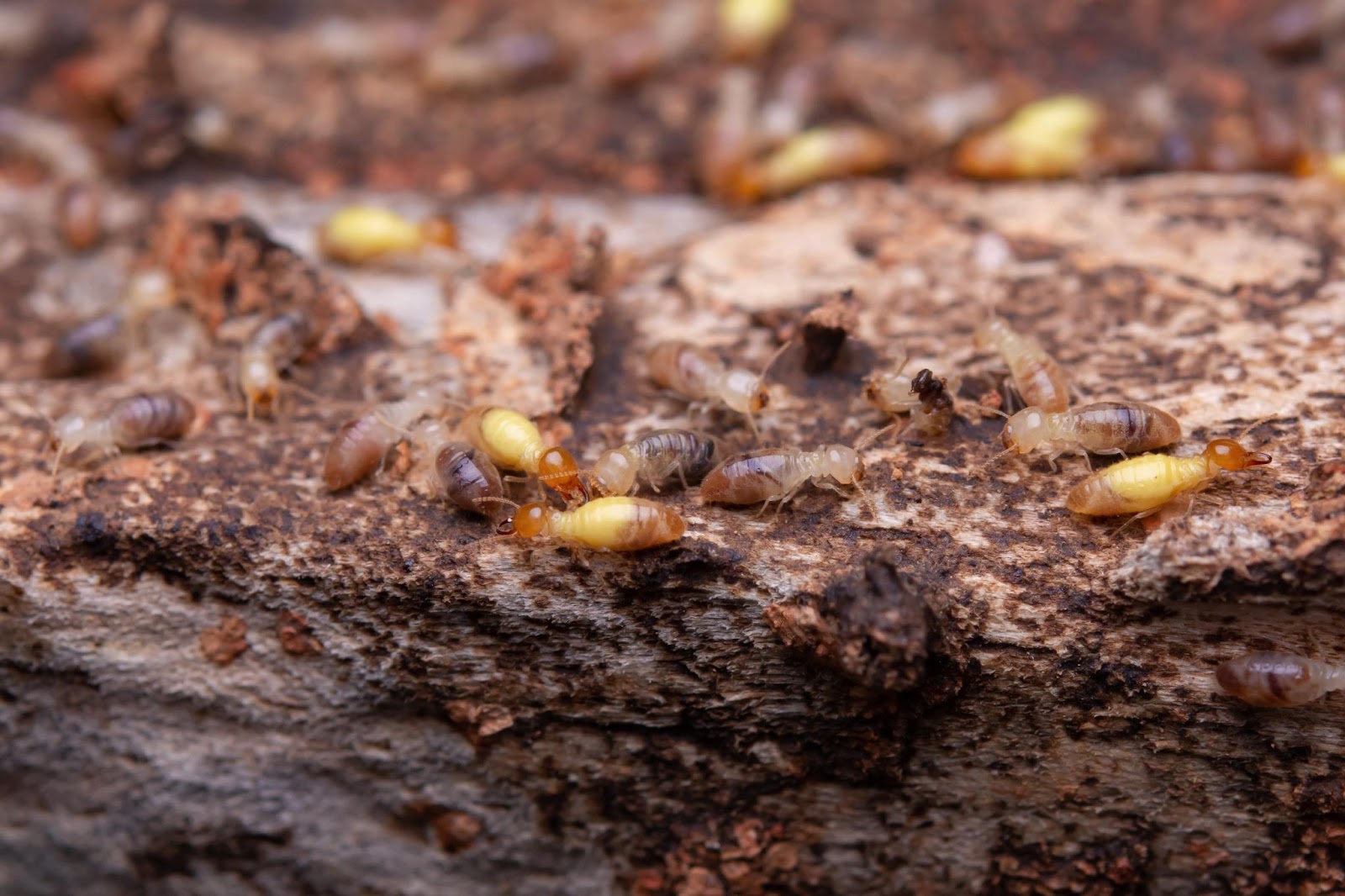 Termite signs on decaying wood