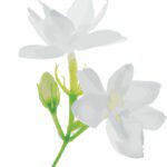 Jasminum Sambac