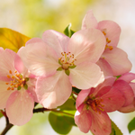 flowers name in kannada with picture