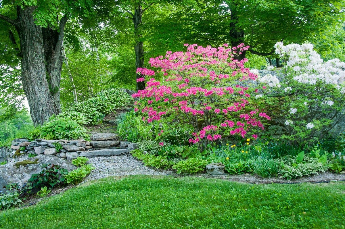 Woodland Garden Design for Trillium