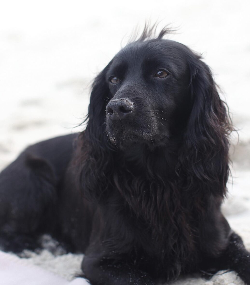 Lupo, l'ancien chien du Prince William et de Kate Middleton