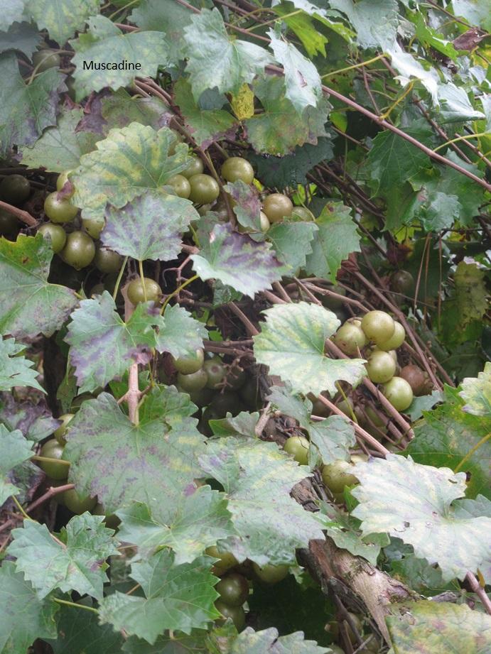 Close-up of a vine with green grapes

Description automatically generated