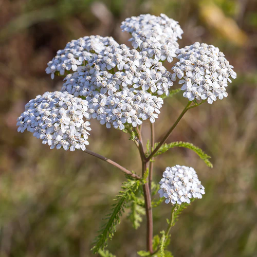 Yarrow Botanical Description