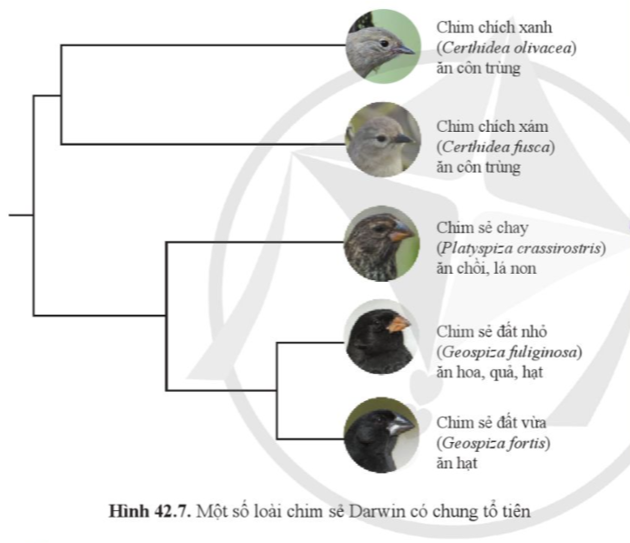 BÀI 42: GIỚI THIỆU VỀ TIẾN HÓA CHỌN LỌC NHÂN TẠO VÀ CHỌN LỌC TỰ NHIÊN