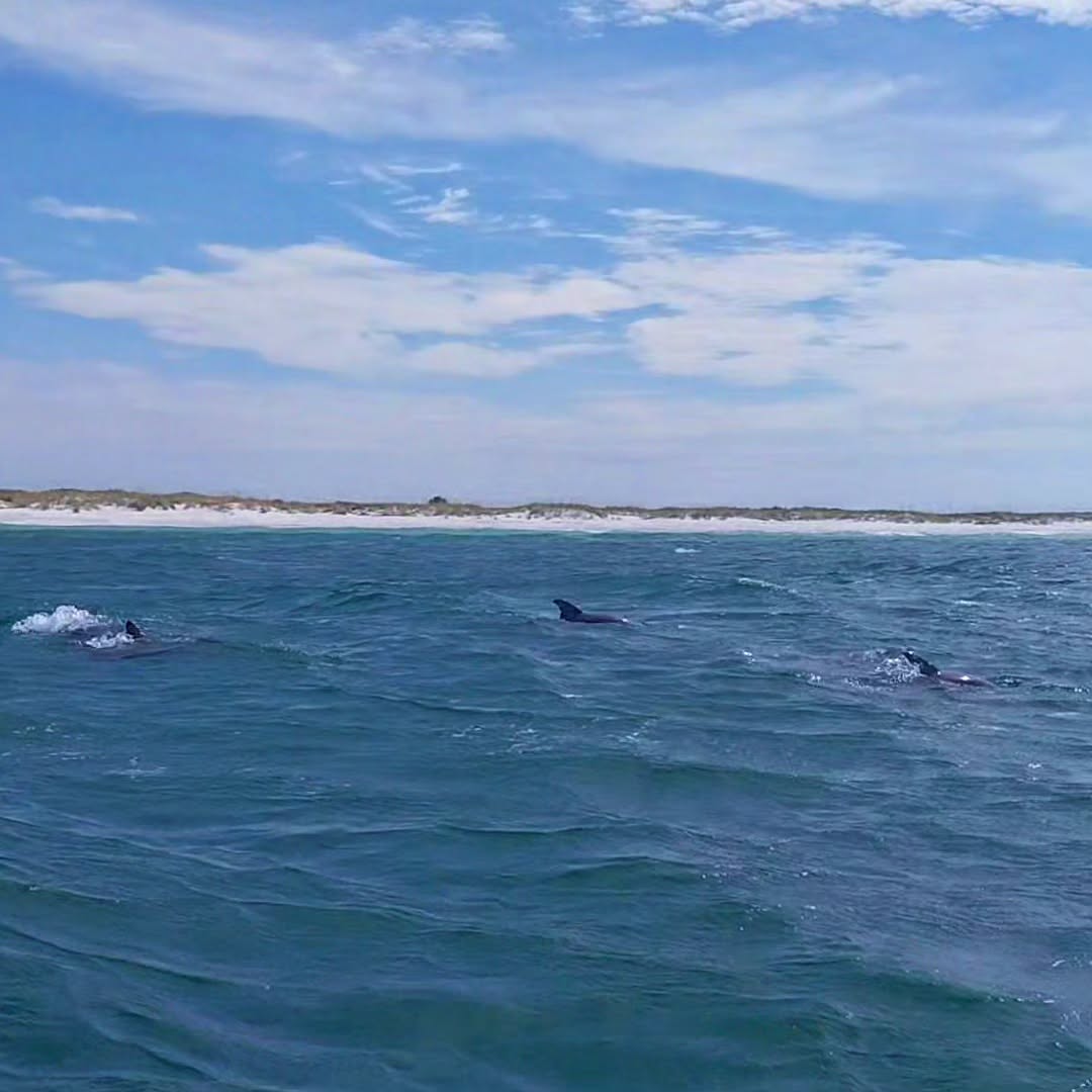 Dolphin Watching
