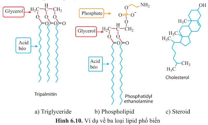 BÀI 6 - CÁC PHÂN TỬ SINH HỌC