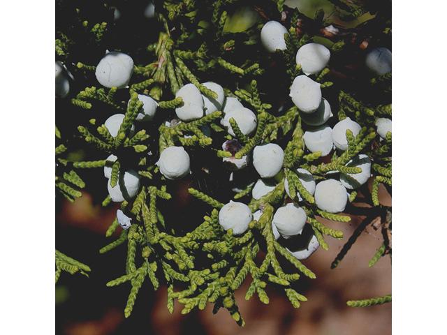 Juniperus virginiana (Eastern red cedar) #43633