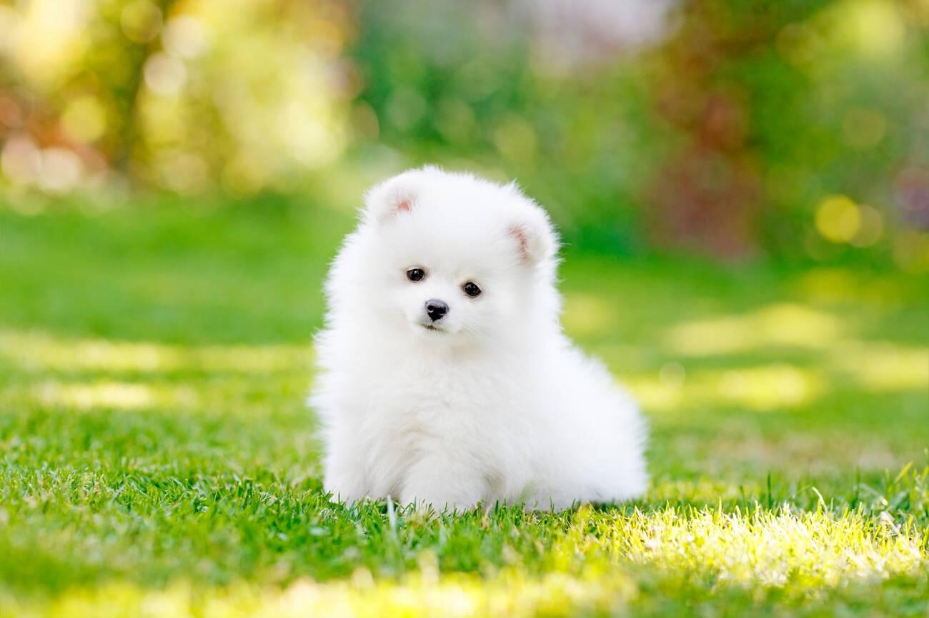 Pomeranian