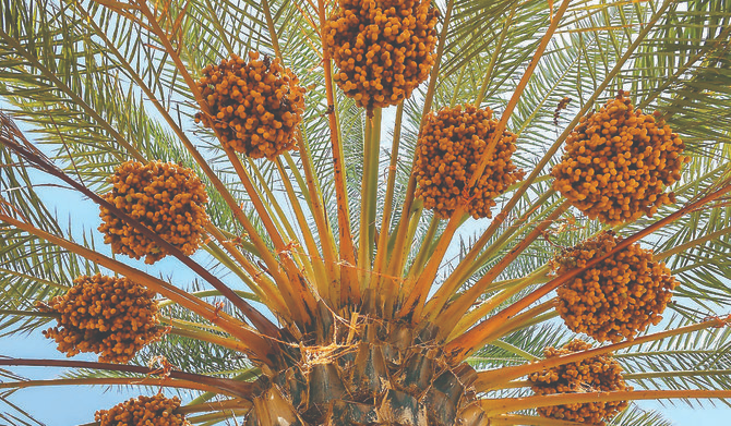 Dates on a tree in Saudi Arabia - (Credits ARAB NEWS)