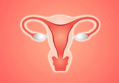 Illustration of a human ovary, showing follicles and egg reserves related to female fertility