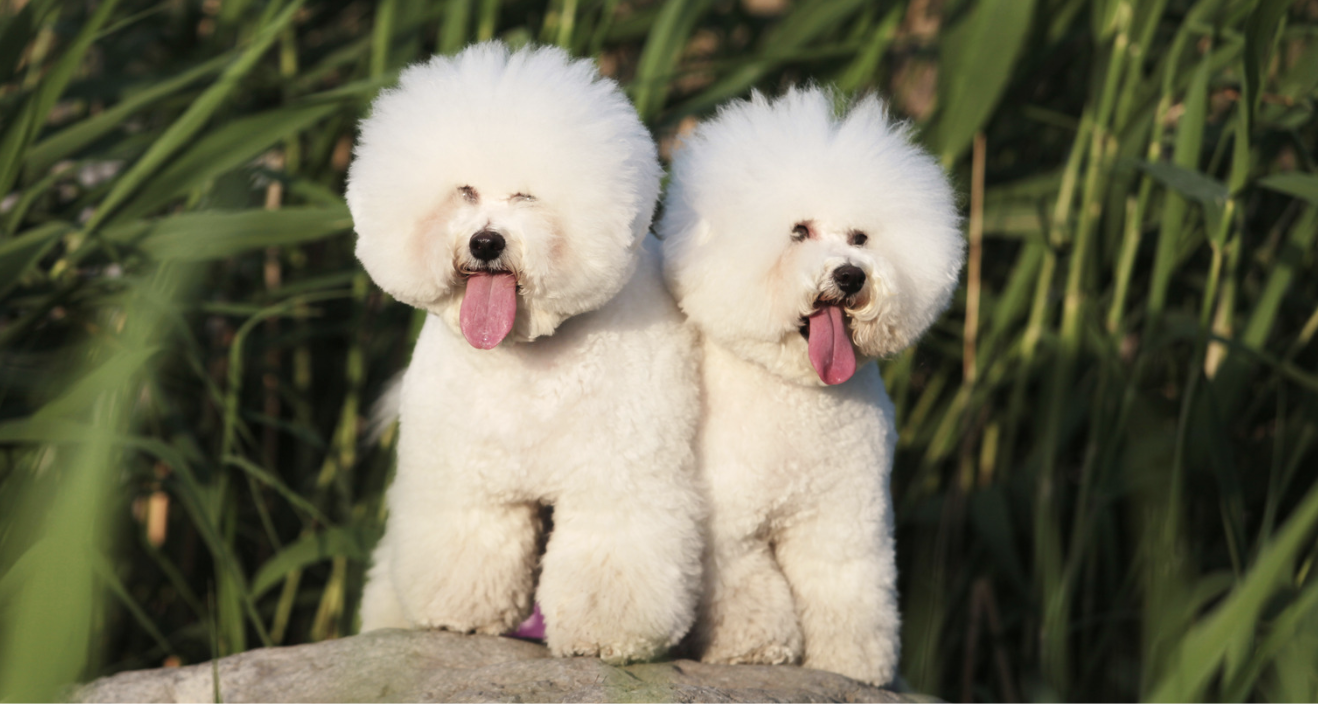 Two Bichon Frises