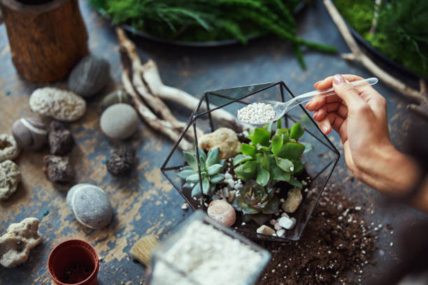 Terrarium plants