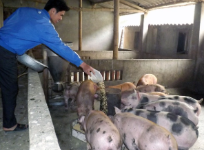 Chăn nuôi nông hộ.olm