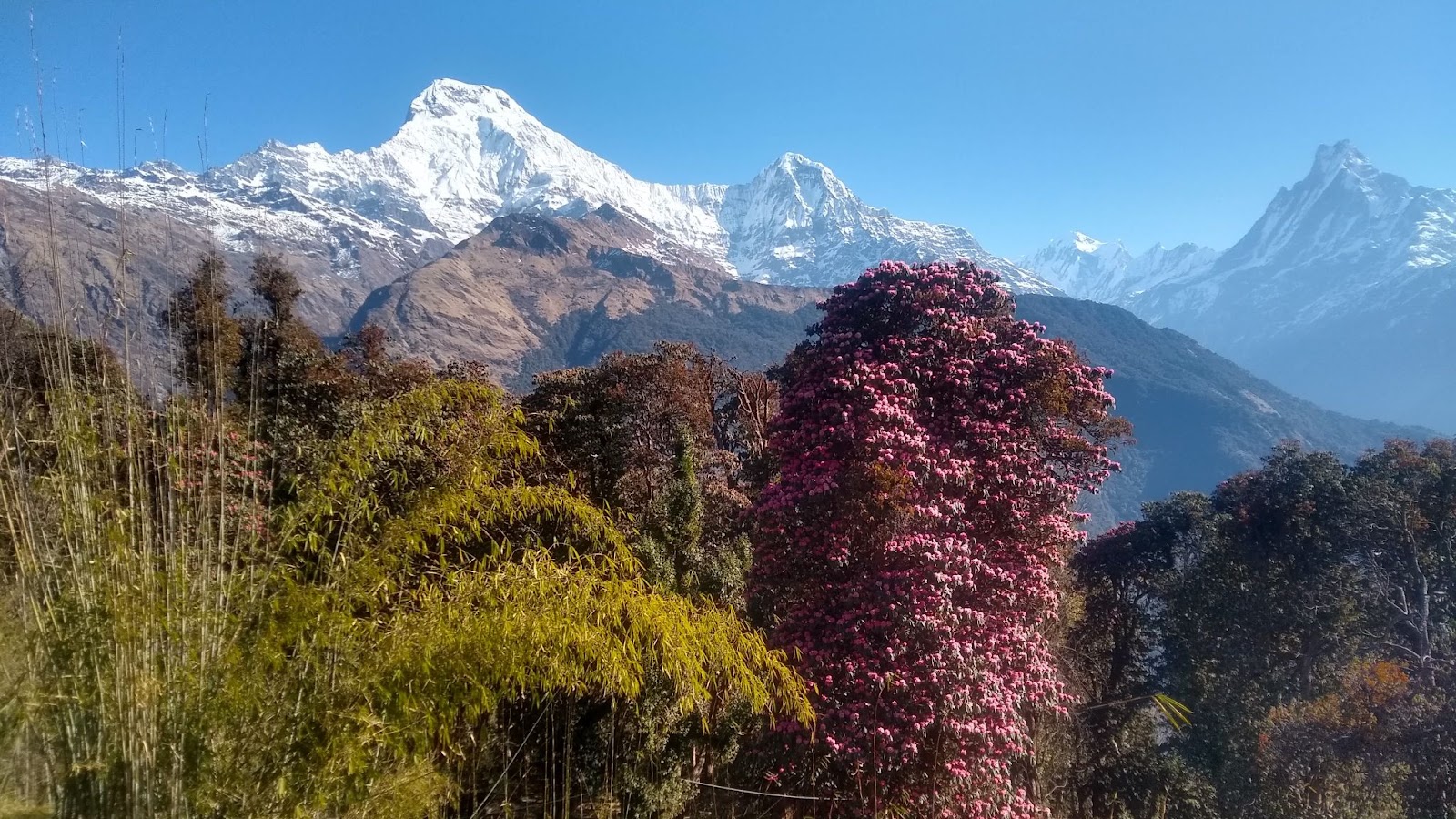 Mesmerising beauty on the Khopra trek