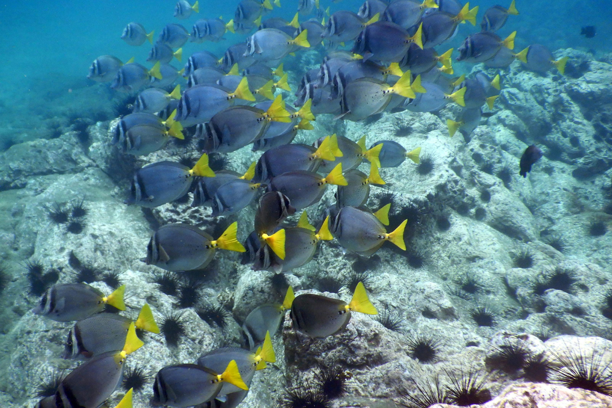 snorkelling in Brasilito Costa Rica