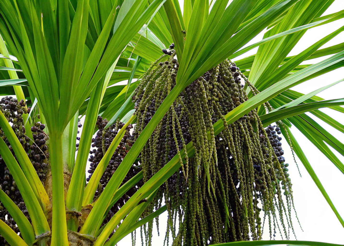 frutificação do açaí