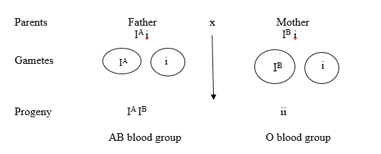 NCERT Solutions For Class 12 Biology Chapter 5-6