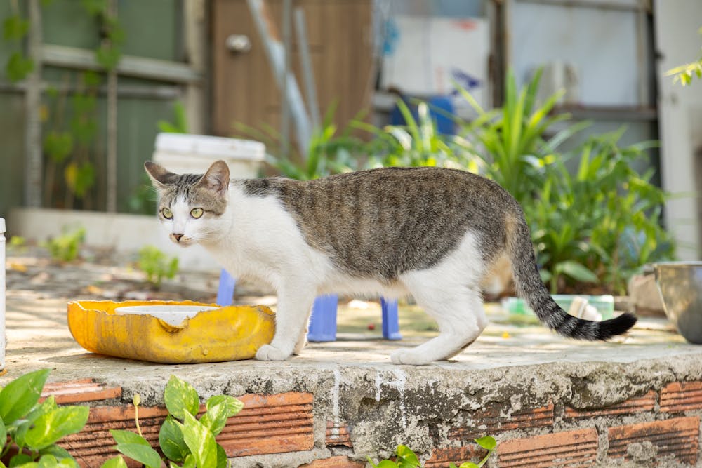 Curious local Cat in a Lush Ho Chi Minh Garden