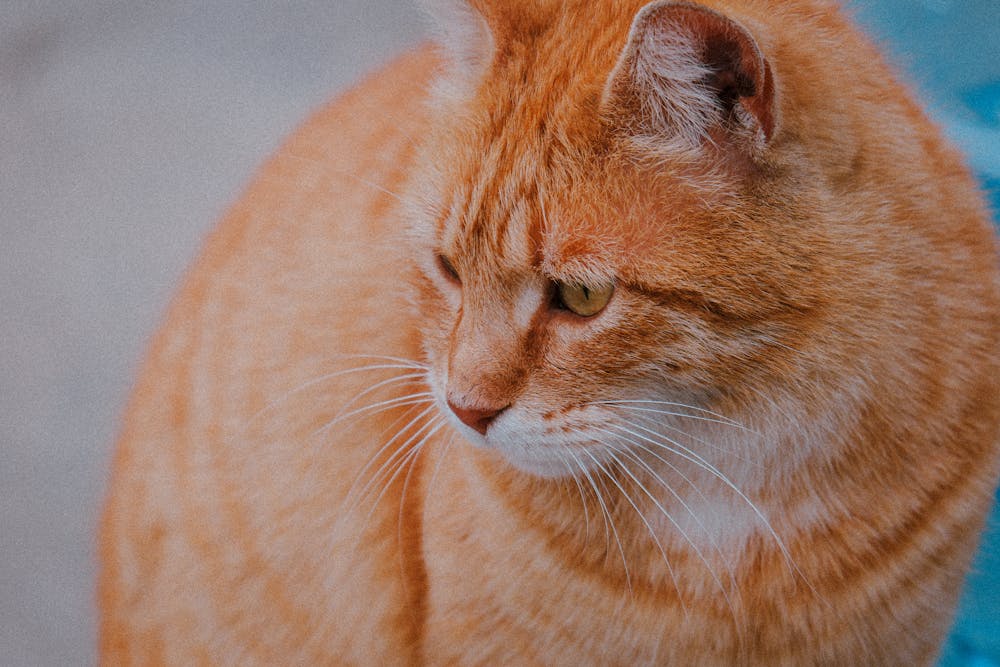 Close-up of a Ginger Cat with Striking Eyes
