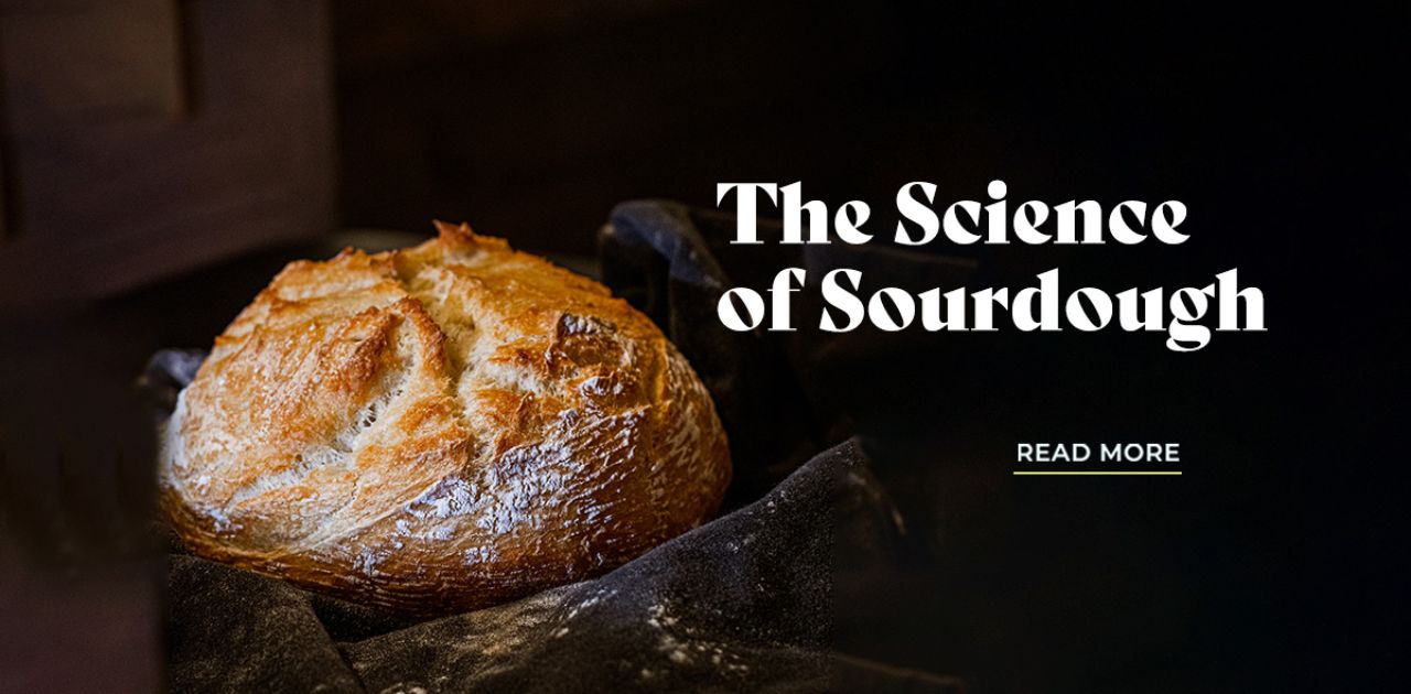 The Science of Sourdough Humor