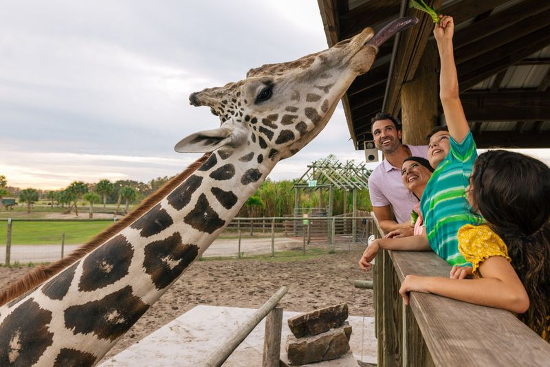 A family smiling as a reticulated giraffe reaches with its tongue for a piece of lettuce at Wild Florida’s Drive-thru Safari Park.