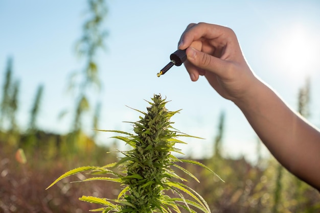 Legal Weed Culture: Stories from the Field