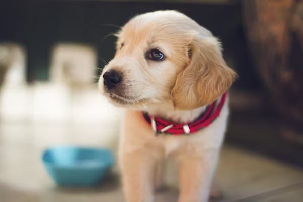 Golden Retriever puppy with red collar