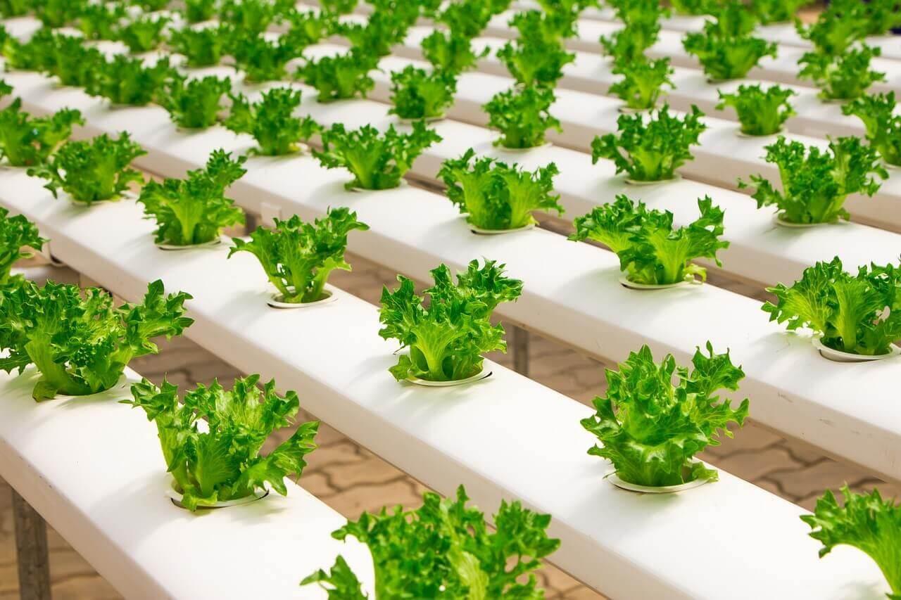 Cultivo hidropónico, qué es y beneficios | IFEMA MADRID