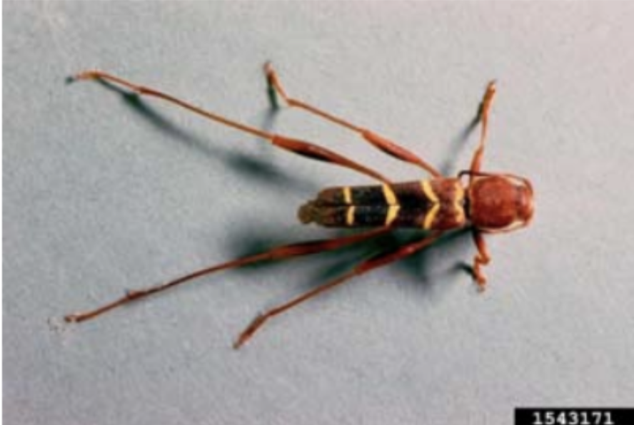 A top view of an Ash Borer