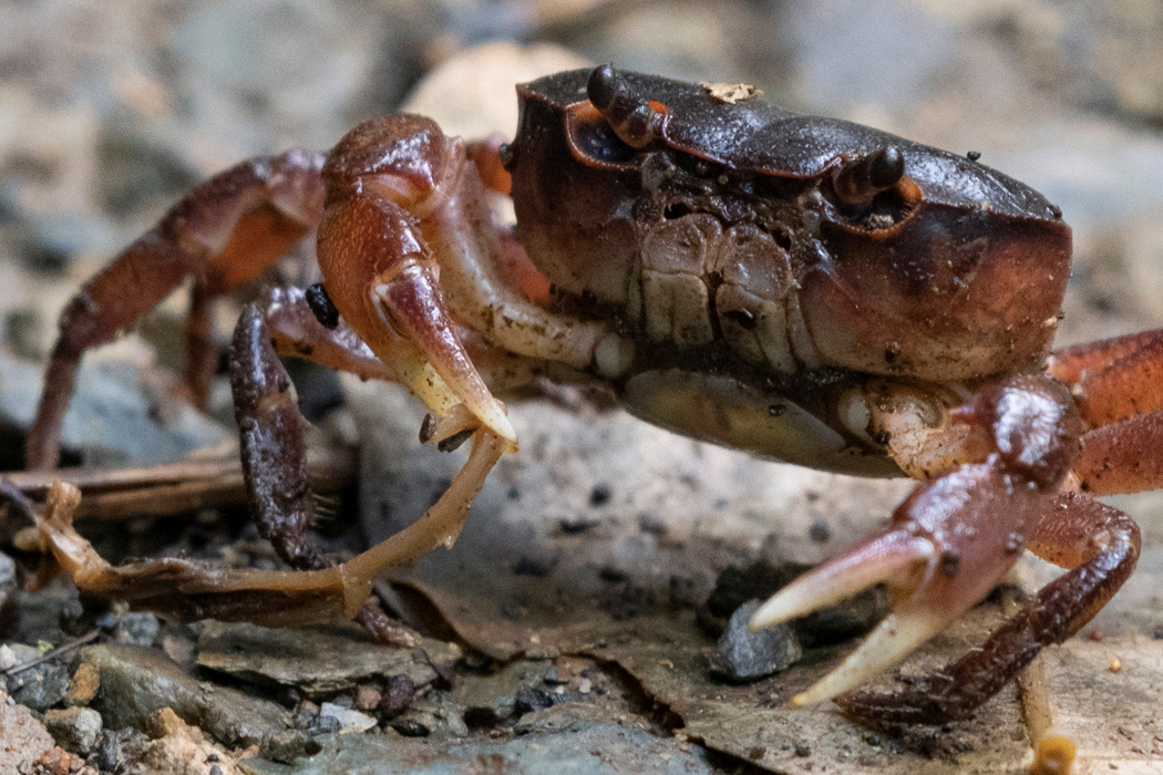 Sawagani crab pet