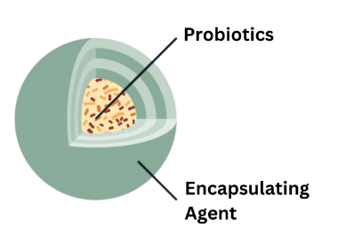 A diagram of a probiotics cell

Description automatically generated
