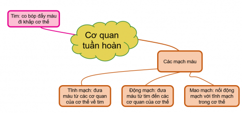 BÀI 25. ÔN TẬP CHỦ ĐỀ CON NGƯỜI VÀ SỨC KHỎE