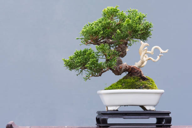 Bonsai pine tree