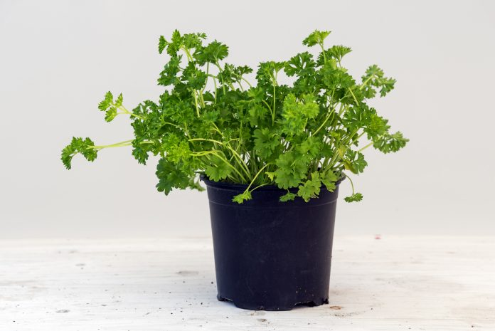 Parsley growing guide