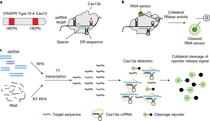 SHERLOCK: nucleic acid detection with CRISPR nucleases | Nature Protocols