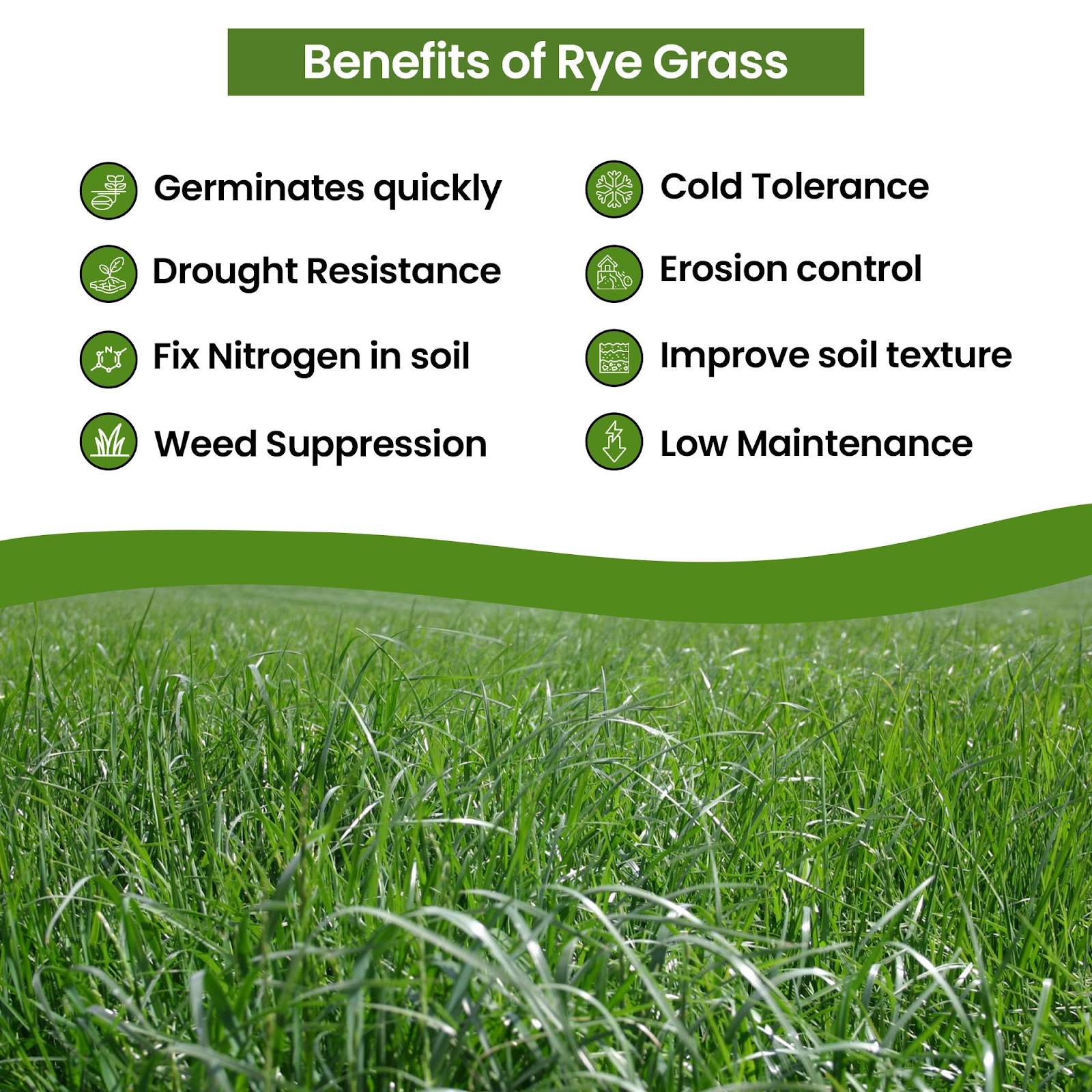 Benefits of Perennial Ryegrass