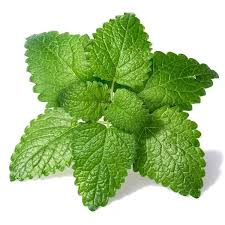 Lemon Balm (Melissa officinalis):