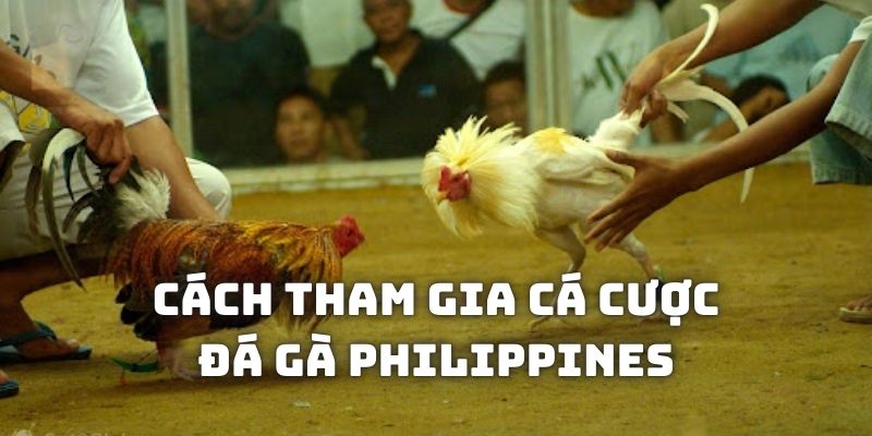 Chia sẻ cách tham gia cá độ đá gà Philippines kuwin