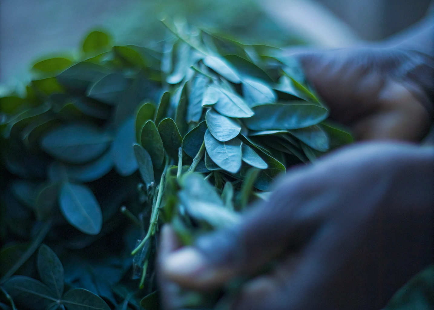 Mãos colhendo folhas frescas de moringa